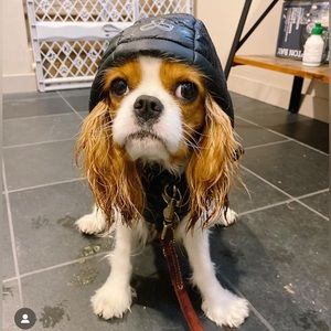 Aritzia Super Puff for Dogs